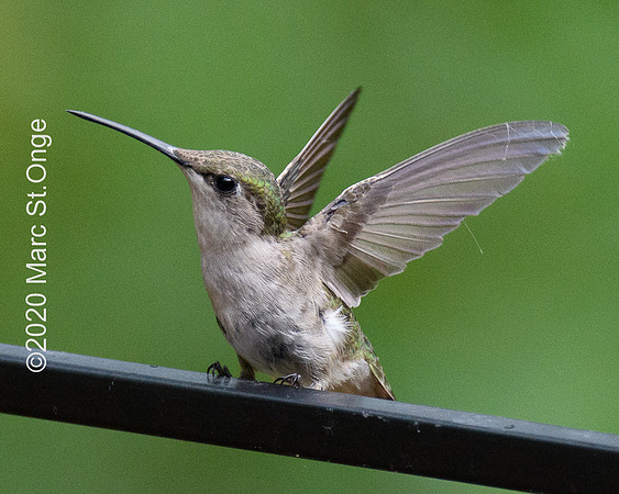 Hummingbirds