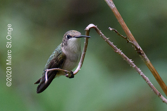Hummingbirds