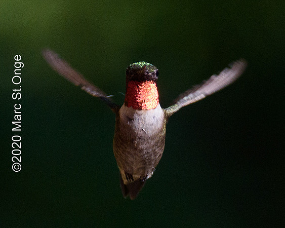 Hummingbirds