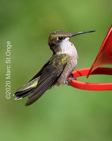Hummingbirds