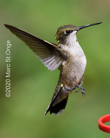Hummingbirds