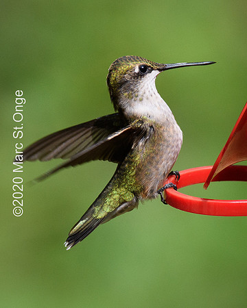 Hummingbirds