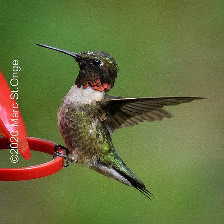 Hummingbirds
